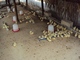 ALLEVAMENTO E ORTICOLTURA - Allevamento di galline migliorate: ALLEVAMENTO DI GALLINE MIGLIORATE (6) 